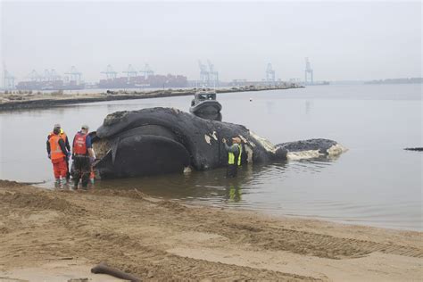 Another endangered right whale dies after a collision with a ship off th.